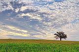 Lone Tree_14435